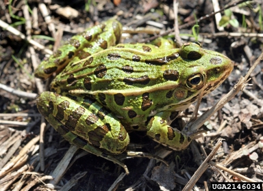 David Cappaert, Michigan State University, www.forestryimages.org 