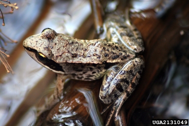 David Cappaert, Michigan State University, www.forestryimages.org 