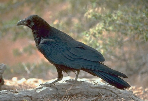 raven, USFWS, Gary M. Stolz, public domain