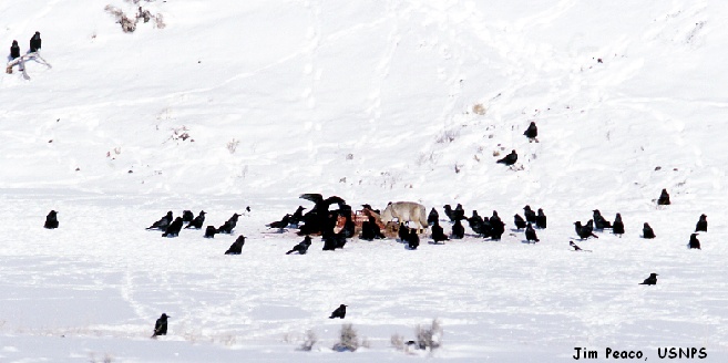 ravens in Yellowstone, Jim Peaco, US National Park Service, public domain