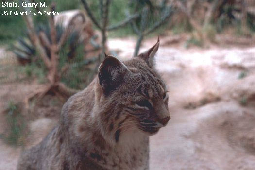 bobcat head