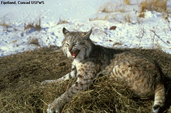 bobcat at rest