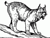 lynx clipart