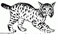 bobcat clipart