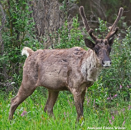 male mountain caribou