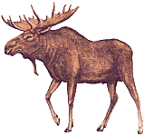 moose