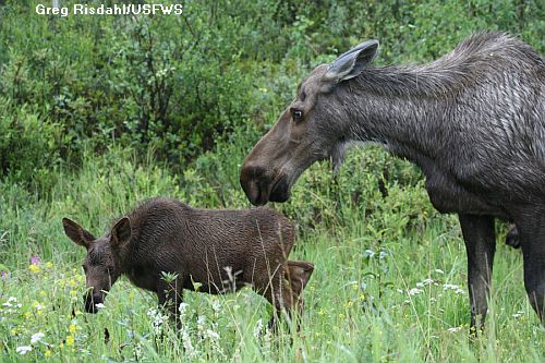 Photo Credit: Greg Risdahl/USFWS