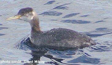 grebe in February