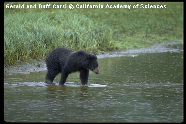 black bear by G.and B. Corsi,
    California Academy of Sciences