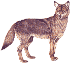 coyote