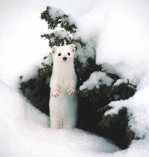 ermine