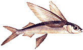 flying fish