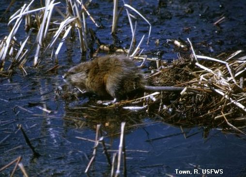 photo: R.Town / US Fish and Wildlife Service