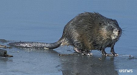 wet muskrat, USFWS photo