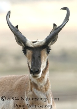 pronghorn