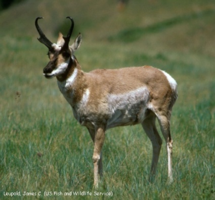 pronghorn