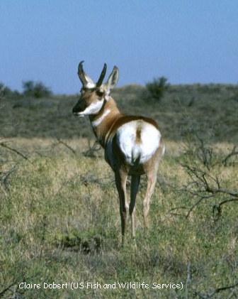 pronghorn