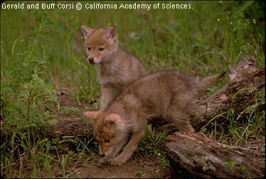 by G.and B. Corsi, California 
Academy of Sciences