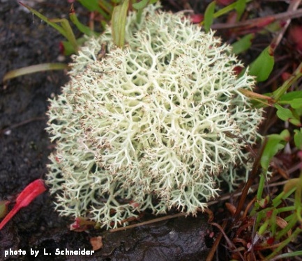 reindeer moss or cladina mitis