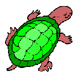 turtle