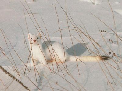 long-tailed weasel