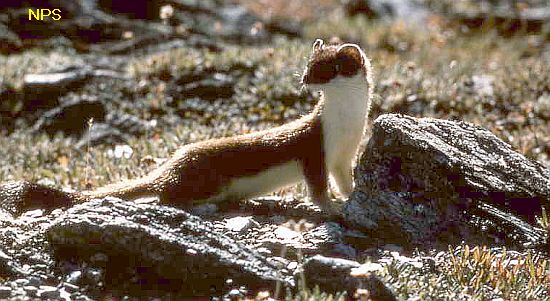 short-tailed weasel