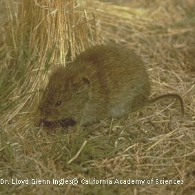 Dr. Lloyd Glenn Ingles
 1999 California Academy of Sciences