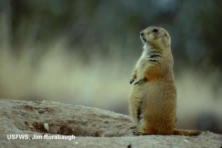 black-tailed prairie dog