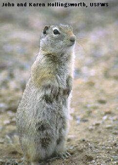 photo by 
 John and Karen Hollingsworth, USFWS