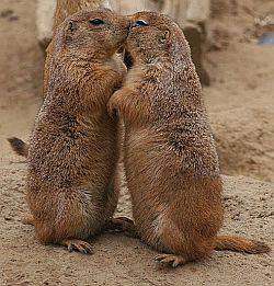 prairie dogs kissing, by Mila Zinkova