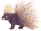 porcupine