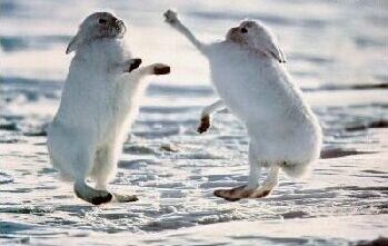 jumping hare; source unknown