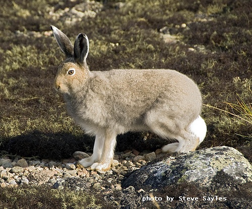 summer coat, photo by Steve Sayles, license: Creative Commons 2.0