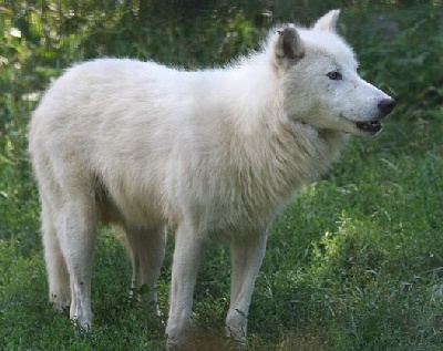 arctic wolf, license: Creative Commons