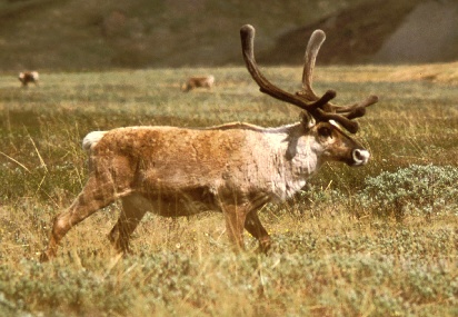 caribou, Bob Stevens,  US Fish and Wildlife Service