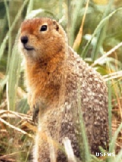 arctic ground squirrel, Jim McCarthy, USFWS