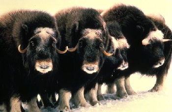 musk oxen, photo: Jo Keller, US Fish and Wildlife Service, license: Public Domain