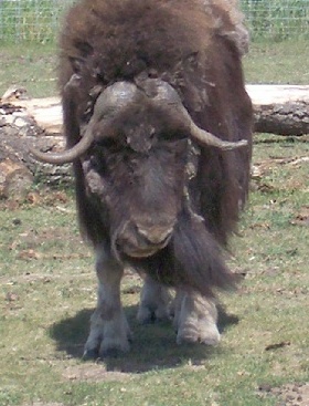 musk ox photo by J.Giannetta, Calgary Zoo June 2009