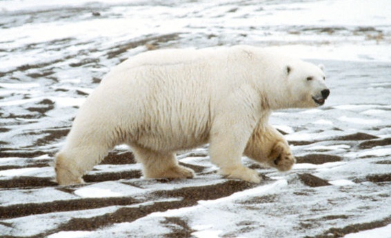 photo by Connie Barclay, USFWS