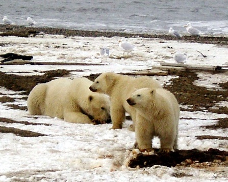 photo by Steve Amstrup, USFWS