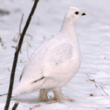 willow ptarmigan, flickr.com