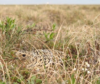 willow ptarmigan on nest, Kevin Pietrzak, flickr