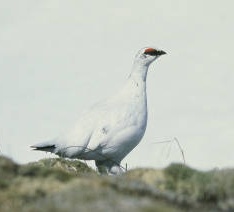 rock ptarmigan, Dave Menke, US Fish and Wildlife Service, license - Public Domain