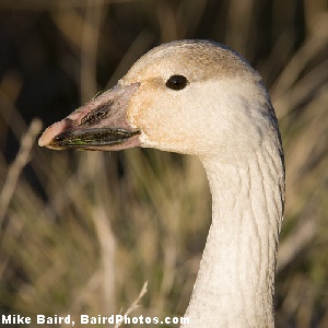 snow goose bill