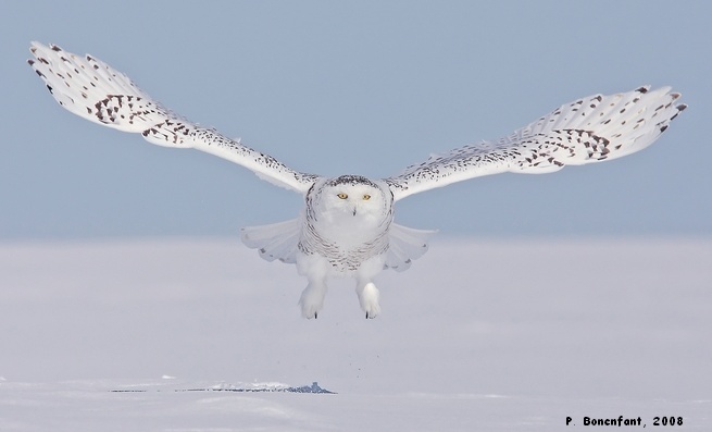 snowy owl in flight, image by P.Bonenfant