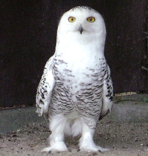 barred snowy owl, photo by Schwallex, license : Creative Commons 3.0