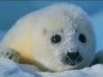 baby harp seal