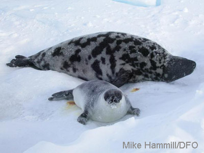 image from Arctic Ocean biodiversity