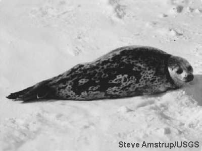 image from Arctic Ocean biodiversity