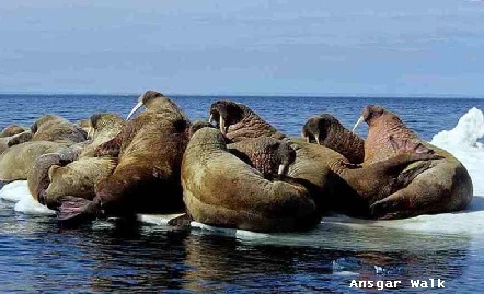 herd on an ice floe, Ansgar Walk, Creative Commons 3.0 License